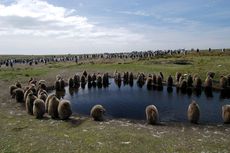 Königspinguin (77 von 84).jpg